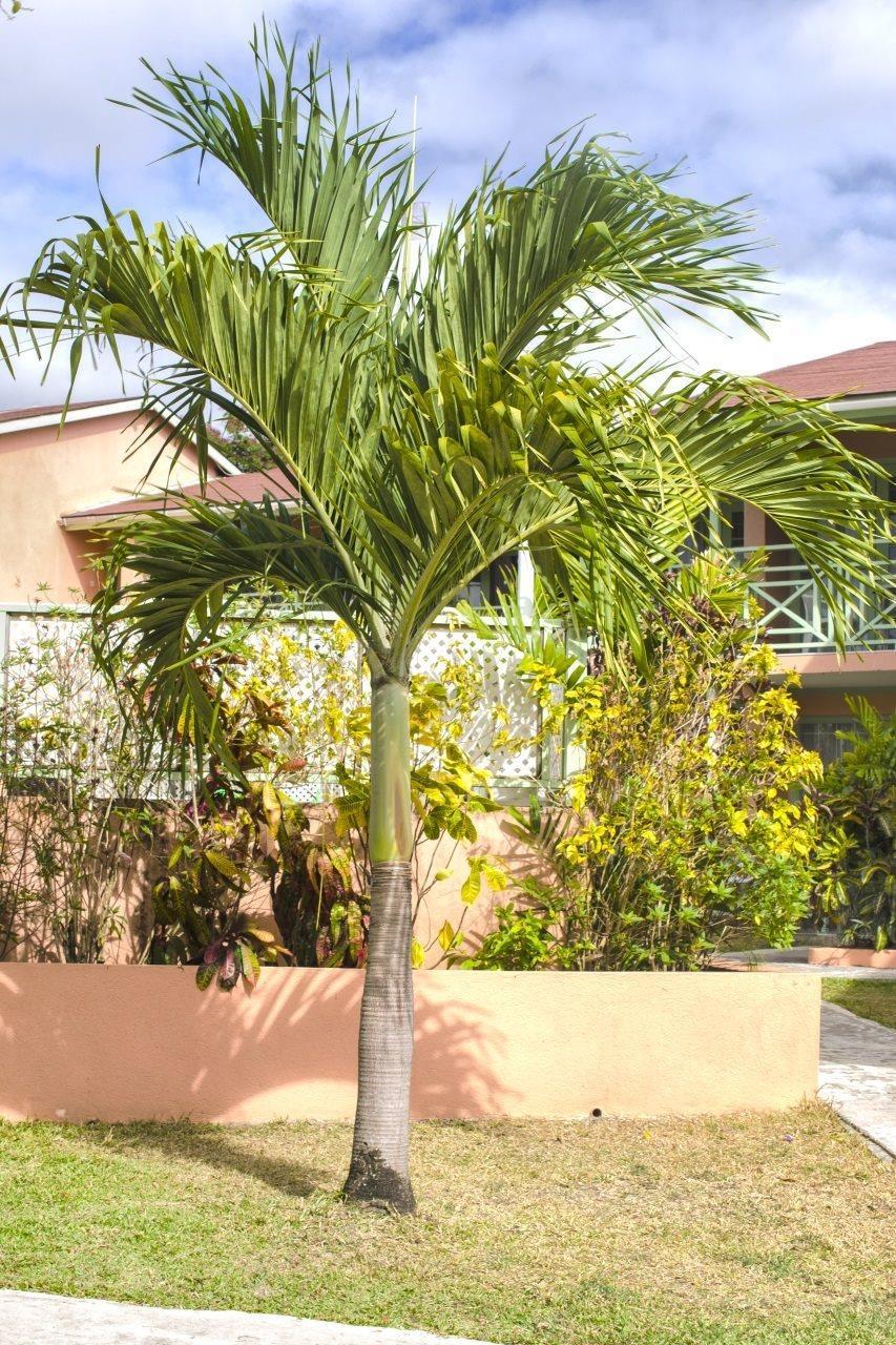 Halcyon Palm Διαμέρισμα Χόουλταουν Εξωτερικό φωτογραφία